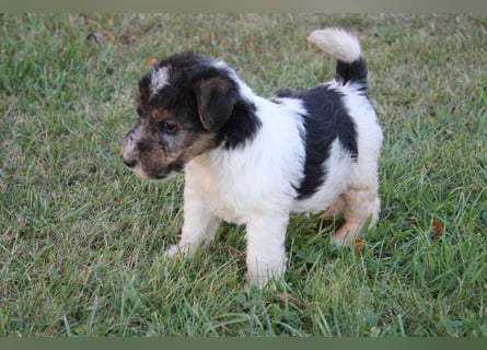 Foxterrier Welpen .