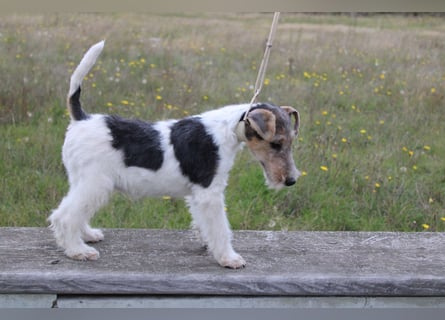 Foxterrier Welpen .