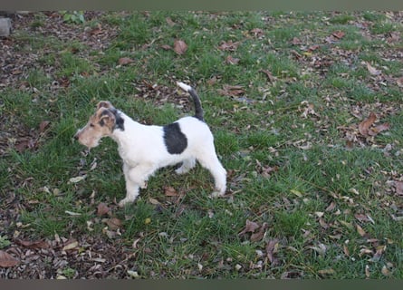 Foxterrier Welpen .