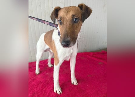 ❤️❤️❤️  liebenswerter Foxi-Bub MILO - 3,5 Jahre, 38cm/8kg - Glatthaar-Foxterrier