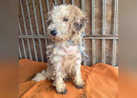 PABLO braucht viel Liebe - 7 Jahre, 40cm - Foxterrier-Mix