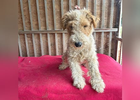 ❤️❤️❤️ Sonnenschein FOLTI - 1,5 Jahre, 39cm/10kg - Foxterrier