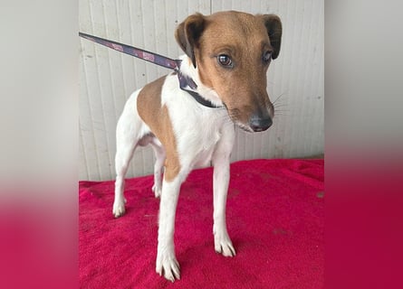 ❤️❤️❤️  liebenswerter Foxi-Bub MILO - 3,5 Jahre, 38cm/8kg - Glatthaar-Foxterrier