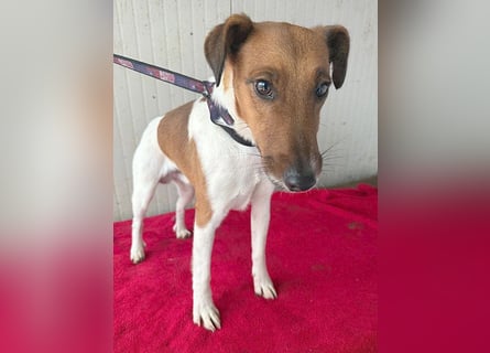 ❤️❤️❤️  liebenswerter Foxi-Bub MILO - 3,5 Jahre, 38cm/8kg - Glatthaar-Foxterrier