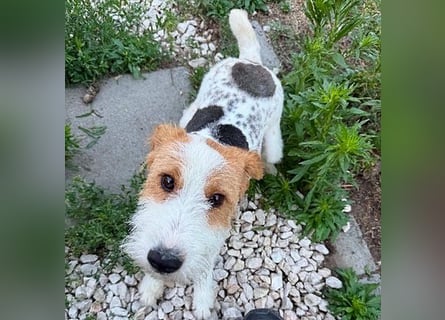 ❤️❤️❤️ bezaubernde kleine LOTTI - 2,5 Jahre, 40cm/10kg - Foxterrier-Mix