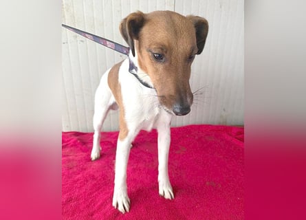 ❤️❤️❤️  liebenswerter Foxi-Bub MILO - 3,5 Jahre, 38cm/8kg - Glatthaar-Foxterrier