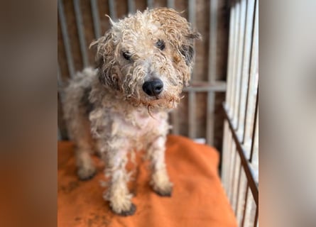 PABLO braucht viel Liebe - 7 Jahre, 40cm - Foxterrier-Mix