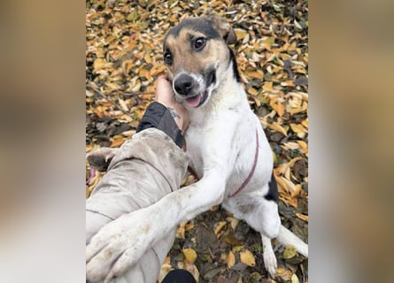 ❤️❤️❤️ bezaubernde kleine SZISZI - 2 Jahre, 38cm/9kg - Glatthaar-Foxterrier