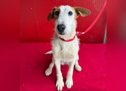 bezaubernde kleine LOTTI - 2,5 Jahre, 40cm/10kg - Foxterrier-Mix