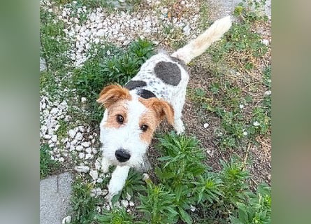 ❤️❤️❤️ bezaubernde kleine LOTTI - 2,5 Jahre, 40cm/10kg - Foxterrier-Mix