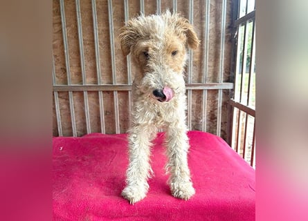 ❤️❤️❤️ Sonnenschein FOLTI - 1,5 Jahre, 39cm/10kg - Foxterrier