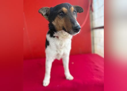 superlieber JOEY - 2,5 Jahre, 35cm - Glatthaar-Foxterrier