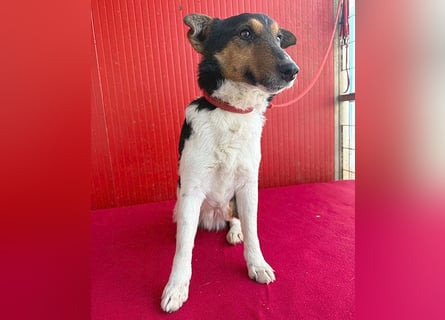superlieber JOEY - 2,5 Jahre, 35cm - Glatthaar-Foxterrier