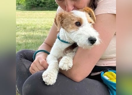 ❤️❤️❤️ bezaubernde kleine LOTTI - 2,5 Jahre, 40cm/10kg - Foxterrier-Mix