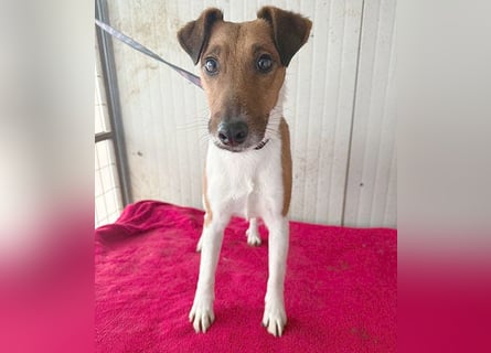 ❤️❤️❤️  liebenswerter Foxi-Bub MILO - 3,5 Jahre, 38cm/8kg - Glatthaar-Foxterrier