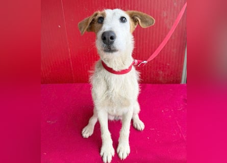 bezaubernde kleine LOTTI - 2,5 Jahre, 40cm/10kg - Foxterrier-Mix