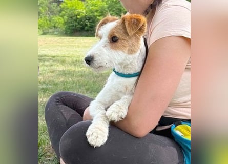❤️❤️❤️ bezaubernde kleine LOTTI - 2,5 Jahre, 40cm/10kg - Foxterrier-Mix