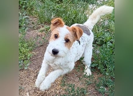 ❤️❤️❤️ bezaubernde kleine LOTTI - 2,5 Jahre, 40cm/10kg - Foxterrier-Mix