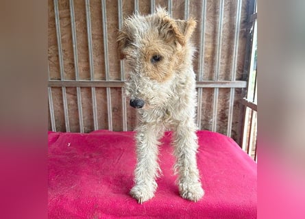 ❤️❤️❤️ Sonnenschein FOLTI - 1,5 Jahre, 39cm/10kg - Foxterrier