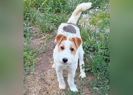 ❤️❤️❤️ bezaubernde kleine LOTTI - 2,5 Jahre, 40cm/10kg - Foxterrier-Mix