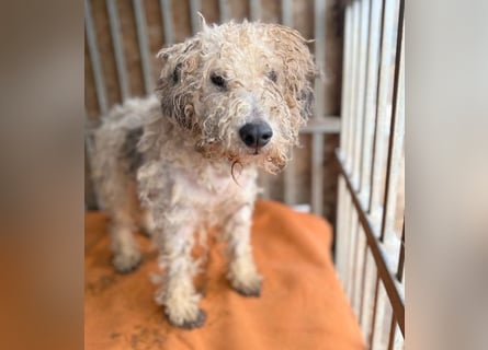 PABLO braucht viel Liebe - 7 Jahre, 40cm - Foxterrier-Mix