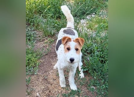 ❤️❤️❤️ bezaubernde kleine LOTTI - 2,5 Jahre, 40cm/10kg - Foxterrier-Mix