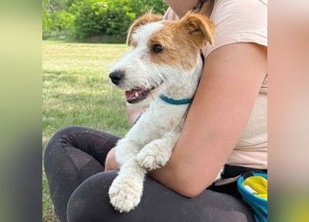 ❤️❤️❤️ bezaubernde kleine LOTTI - 2,5 Jahre, 40cm/10kg - Foxterrier-Mix