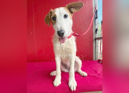 bezaubernde kleine LOTTI - 2,5 Jahre, 40cm/10kg - Foxterrier-Mix