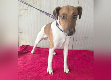 ❤️❤️❤️  liebenswerter Foxi-Bub MILO - 3,5 Jahre, 38cm/8kg - Glatthaar-Foxterrier