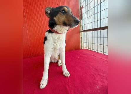 superlieber JOEY - 2,5 Jahre, 35cm - Glatthaar-Foxterrier
