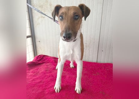 ❤️❤️❤️  liebenswerter Foxi-Bub MILO - 3,5 Jahre, 38cm/8kg - Glatthaar-Foxterrier