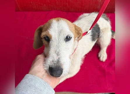 bezaubernde kleine LOTTI - 2,5 Jahre, 40cm/10kg - Foxterrier-Mix