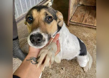 ❤️❤️❤️ bezaubernde kleine SZISZI - 2 Jahre, 38cm/9kg - Glatthaar-Foxterrier