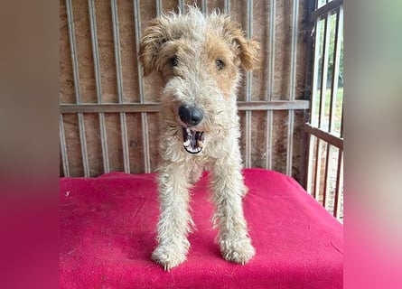 ❤️❤️❤️ Sonnenschein FOLTI - 1,5 Jahre, 39cm/10kg - Foxterrier