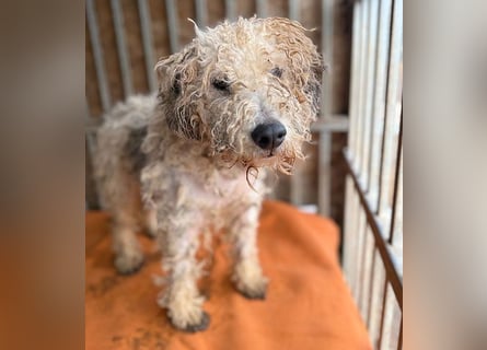 PABLO braucht viel Liebe - 7 Jahre, 40cm - Foxterrier-Mix