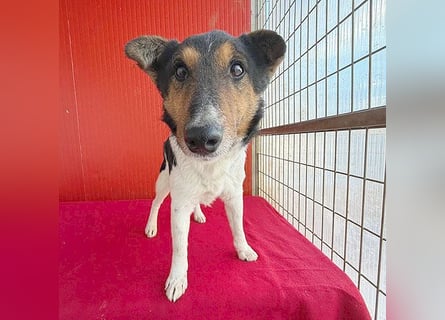 superlieber JOEY - 2,5 Jahre, 35cm - Glatthaar-Foxterrier