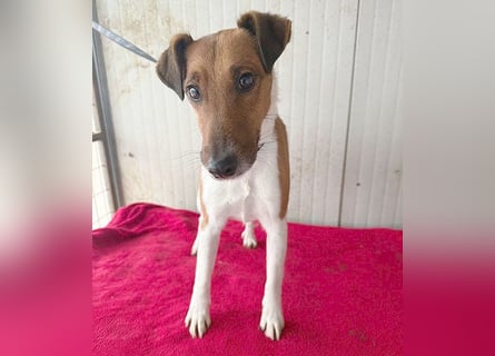 ❤️❤️❤️  liebenswerter Foxi-Bub MILO - 3,5 Jahre, 38cm/8kg - Glatthaar-Foxterrier