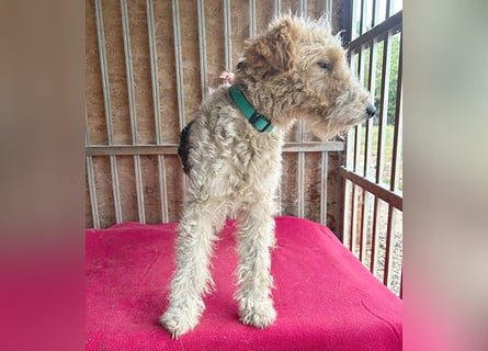 ❤️❤️❤️ Sonnenschein FOLTI - 1,5 Jahre, 39cm/10kg - Foxterrier