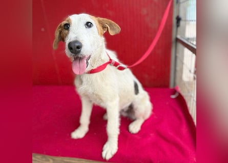 bezaubernde kleine LOTTI - 2,5 Jahre, 40cm/10kg - Foxterrier-Mix