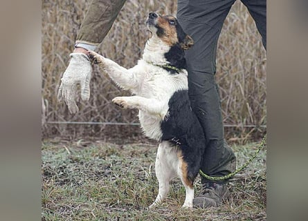 superlieber JOEY - 2,5 Jahre, 35cm - Glatthaar-Foxterrier