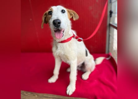 bezaubernde kleine LOTTI - 2,5 Jahre, 40cm/10kg - Foxterrier-Mix