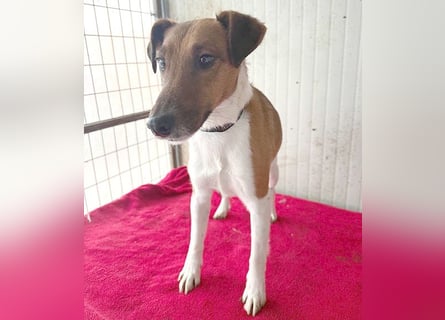 ❤️❤️❤️  liebenswerter Foxi-Bub MILO - 3,5 Jahre, 38cm/8kg - Glatthaar-Foxterrier