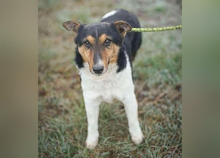 superlieber JOEY - 2,5 Jahre, 35cm - Glatthaar-Foxterrier