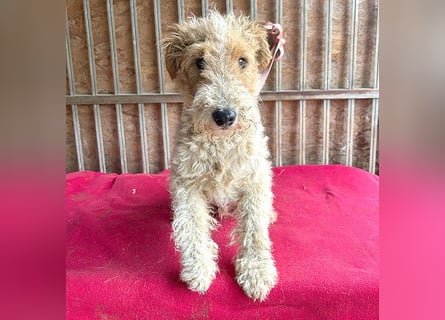 ❤️❤️❤️ Sonnenschein FOLTI - 1,5 Jahre, 39cm/10kg - Foxterrier