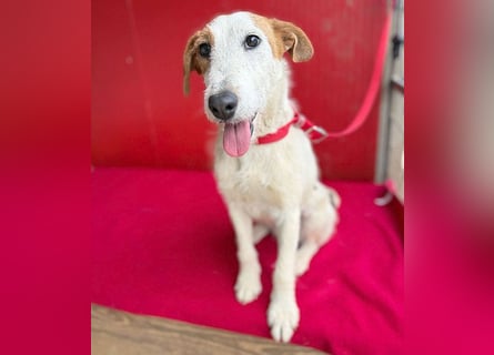 bezaubernde kleine LOTTI - 2,5 Jahre, 40cm/10kg - Foxterrier-Mix