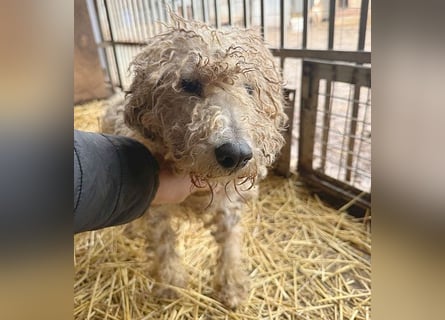 PABLO braucht viel Liebe - 7 Jahre, 40cm - Foxterrier-Mix