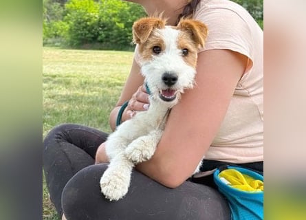 ❤️❤️❤️ bezaubernde kleine LOTTI - 2,5 Jahre, 40cm/10kg - Foxterrier-Mix