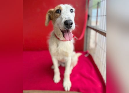 bezaubernde kleine LOTTI - 2,5 Jahre, 40cm/10kg - Foxterrier-Mix