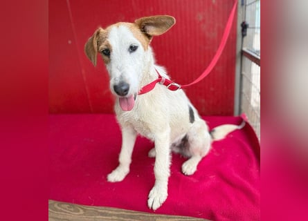 bezaubernde kleine LOTTI - 2,5 Jahre, 40cm/10kg - Foxterrier-Mix