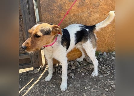 ❤️❤️❤️ liebenswerter BRUNO - 1,5 Jahre, 42cm/14kg - Foxterrier-Mischling